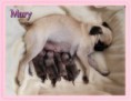 /album/galeria-de-fotos-ninhadas/a1354895303-463009968-1-pictures-of-pug-puppies-for-sale-jpg/